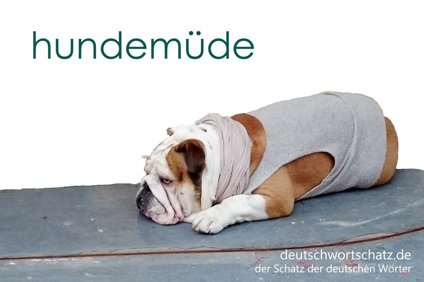 hundemüde - die schönsten deutschen Wörter