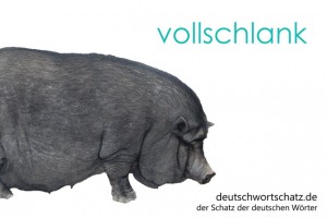 vollschlank - Deutsch Wortschatz - Wortschatzbilder